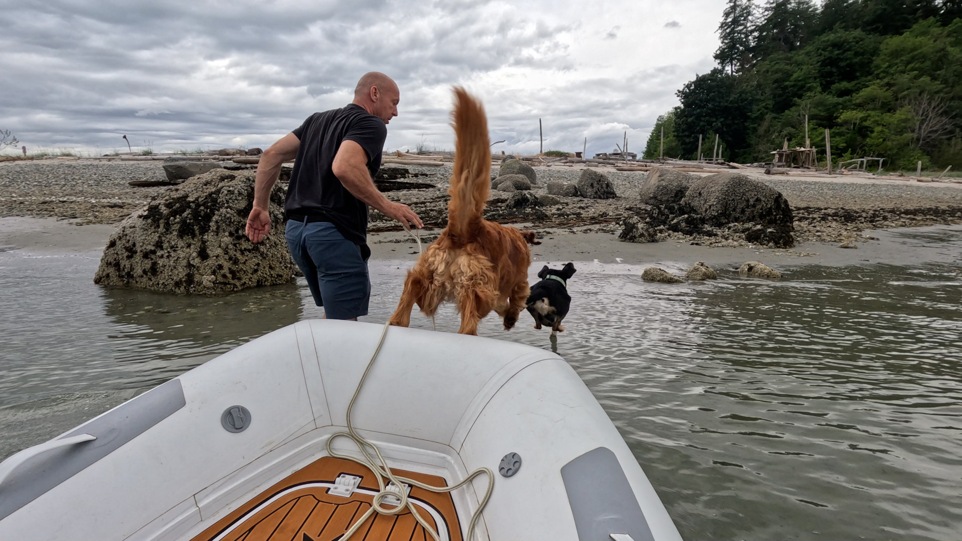 Releasing the dogs onto the beach from the tender