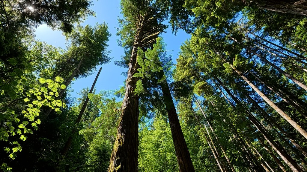 Towering cTowering coastal forest trees between Laura Cove and Melanie Coveoastal forest trees between Laura Cove and Melanie Cove
