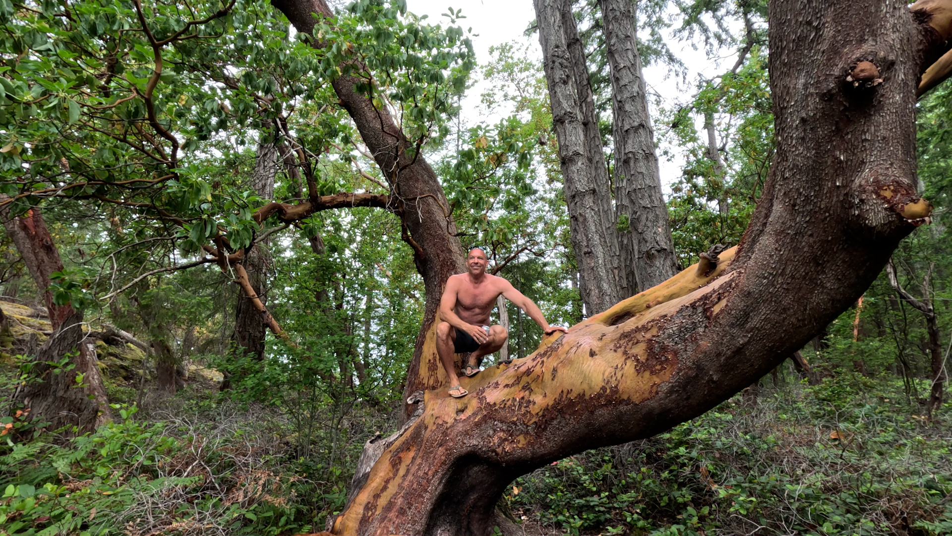 Jared climbing a tree in the Copeland Islands