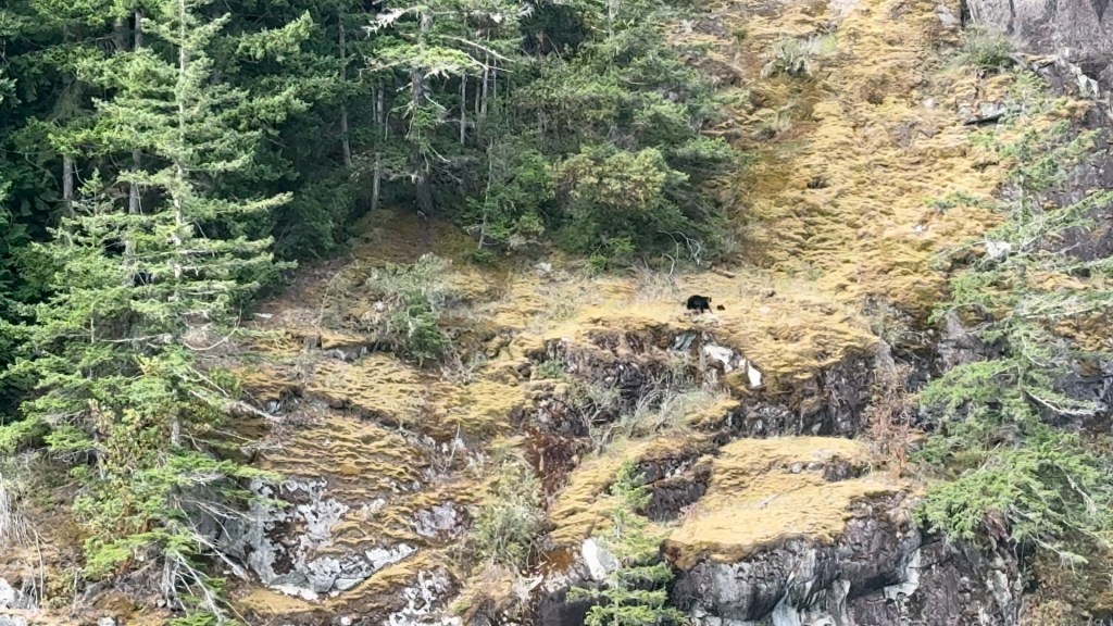 A bear spotted on the hillside above Toba Inlet
