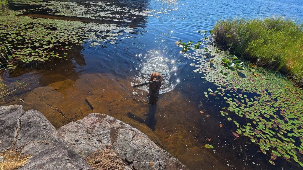 Dog fetching a stick through the lily pads at Black Lake