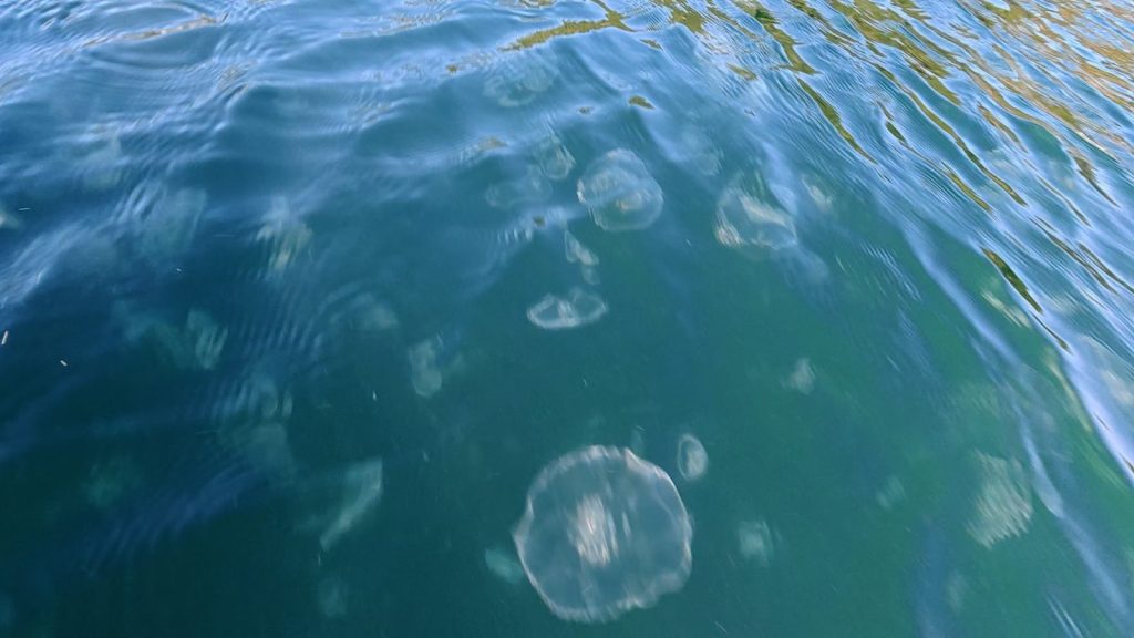 Jellyfish drifting just below the surface in Malaspina Inlet